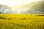 Close Up Rice Fields On Terraced Of Yellow Green Rice Field Landscape Stock Photo