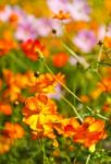 Cosmos Flower Stock Photo