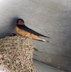 Beautiful Isolated Picture With A Swift In A Nest Stock Photo