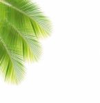 Coconut Leaf Isolated White Background Stock Photo