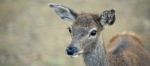 Deer Outside During The Day Stock Photo