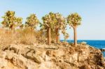 Cactus Trees In Galapagos Islands Stock Photo