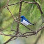 Male Ultramarine Flycatcher Stock Photo