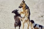 Stray Dogs On The Beach Stock Photo