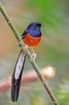 Male White-rumped Shama Stock Photo