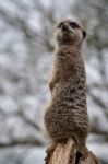 Slender-tailed Meerkat (suricatta Suricatta) Stock Photo