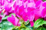 Purple Cyclamen Flower In Garden Stock Photo