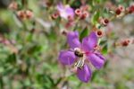 
Purple Wildflowers Born On Stream In The Forest Beautiful Detai Stock Photo