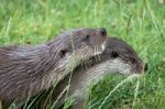 Eurasian Otter (lutra Lutra) Stock Photo