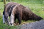 Giant Anteater (myrmecophaga Triductyla) Stock Photo