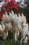 Pampas Grass Stock Photo