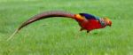 Golden Pheasant Or Chinese Pheasant Stock Photo