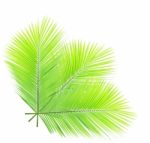 Coconut Leaf Isolated On White Background Stock Photo