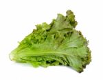 Lettuce Isolated On The White Background Stock Photo