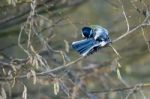 Great Tit Preening His Feathers Stock Photo