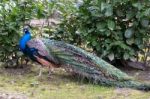 Peacock (pavo Cristatus) Stock Photo