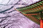 Gyeongbokgung Palace With Cherry Blossom In Spring,korea Stock Photo