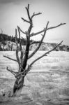 View Of Mammoth Hot Springs Stock Photo