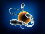 Sperm Stock Photo