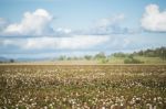 Cotton Field In Oakey, Queensland Stock Photo