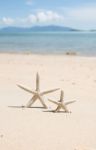 Starfish Standing On The Beach Stock Photo