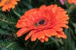 Raindrops On An Orange Gerbera (asteraceae) Stock Photo