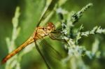 Portrait Of A Dragonfly Stock Photo