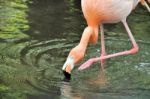 Pink Flamingo Stock Photo