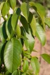 Apple Tree Leaves Stock Photo