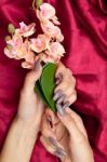 Hand With French Manicure Stock Photo