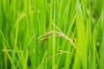 Growing Rice With Leaves Stock Photo