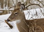 Beautiful Isolated Background With A Wild Deer In The Snowy Forest Stock Photo