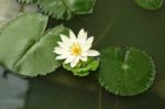 Lotus And Green Leafs In Shady Pond Stock Photo