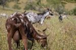 Herd Of Goats In A Pasture Stock Photo