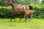 Mare And Foal Cantering Stock Photo