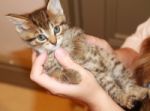 Tabby Kitten In A Hand Stock Photo