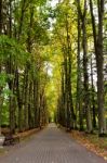 Autumn Landscape - Beautiful Autumn Pathway In Park. Old High Li Stock Photo