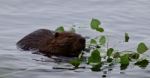 Beautiful Isolated Photo Of A Beaver Swimming In The Lake Stock Photo