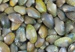 Clams Stock Photo