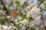 Comma Butterfly (polygonia C-album) Feeding On Tree Blossom Stock Photo