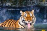 Tiger In The Water Stock Photo