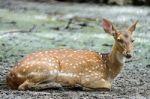 Spotted Deer Stock Photo