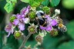 Bees Collecting Pollen From A Blackberry Bush Stock Photo