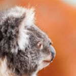 Koala By Itself In A Tree Stock Photo