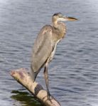 Picture With A Great Blue Heron Standing On A Log Stock Photo