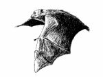 Flying Fruit Bat Stock Photo