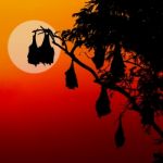 Silhouetted Fruit Bat On Tree At Sunset Stock Photo