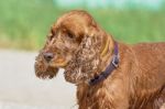 Cute English Cocker Spaniel Stock Photo