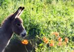 Young Donkey Stock Photo