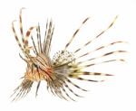 Lion Fish Stock Photo